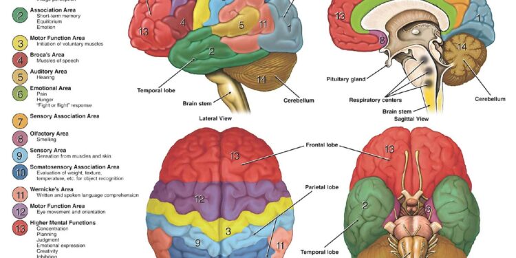 Diagnozat infermierore ne neurologji (me te zakonshmet)